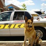 Imagen de un perro policía de raza pastor alemán
