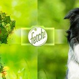 Imagen promocional de Fetch!