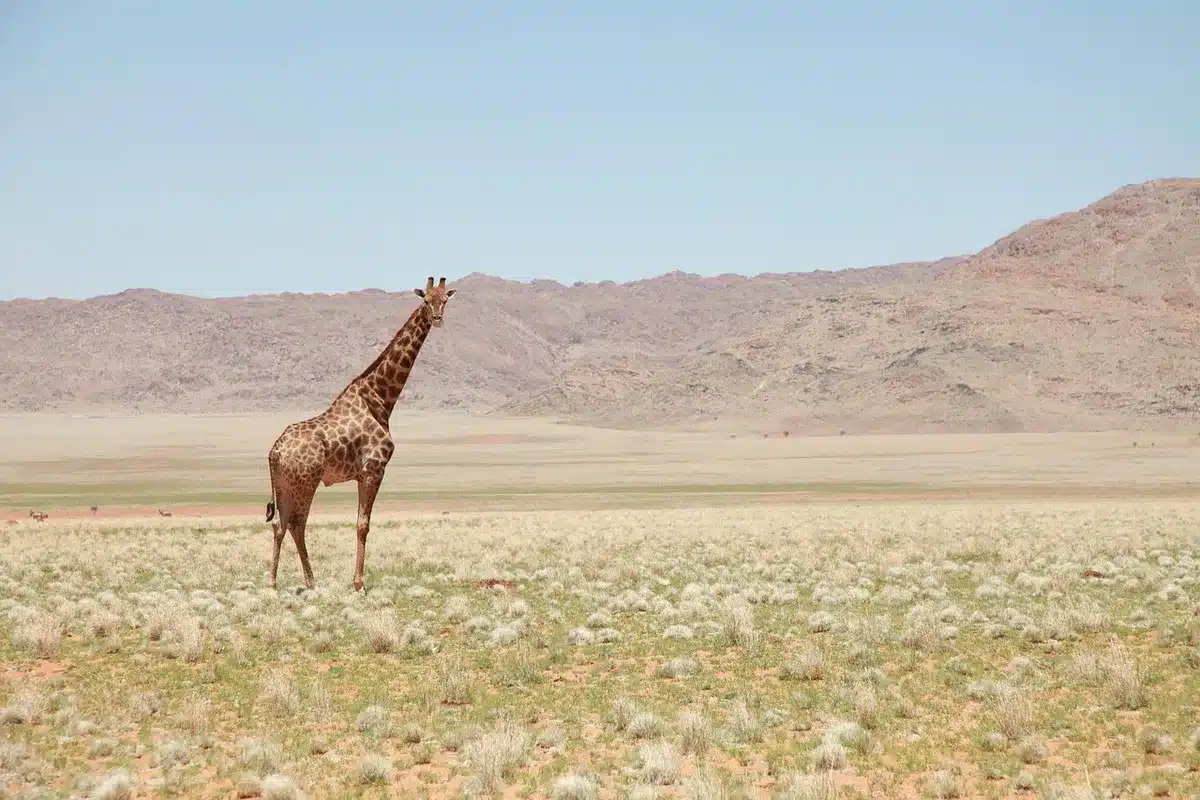 Captura cinematogr&aacute;fica de un paisaje trabajado del tr&aacute;iler